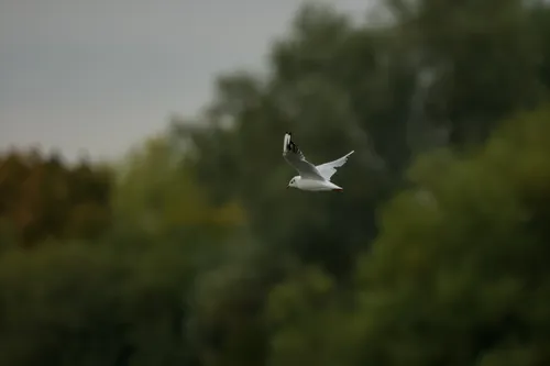 wildlife gull inFlight3