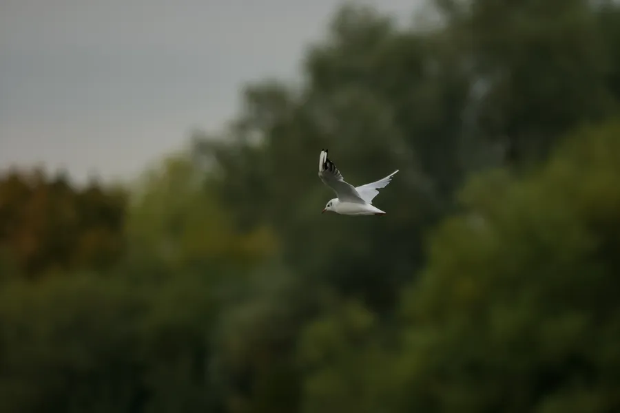wildlife gull inFlight3