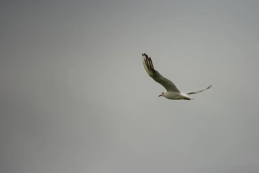 wildlife gull inFlight4