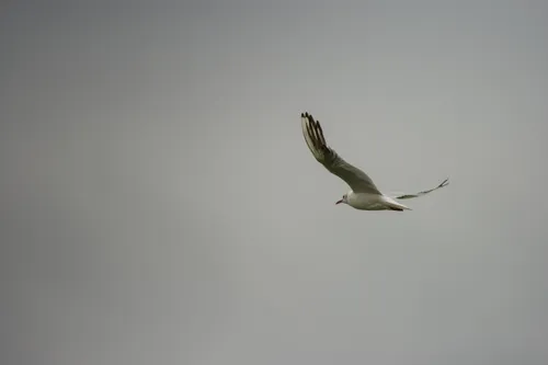 wildlife gull inFlight4