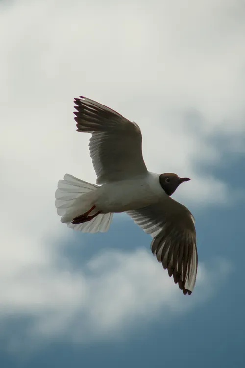 wildlife gullInFlight