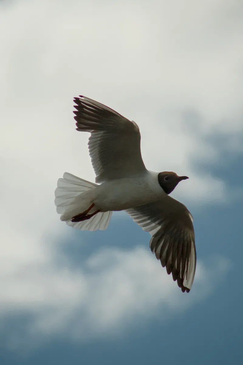 wildlife gullInFlight