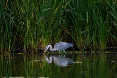 wildlife heronHunting