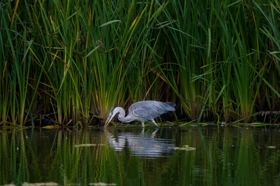 wildlife heronHunting