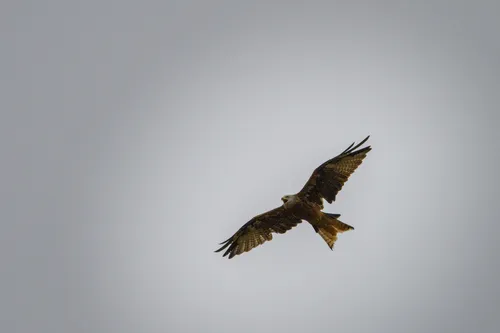 wildlife kite screech
