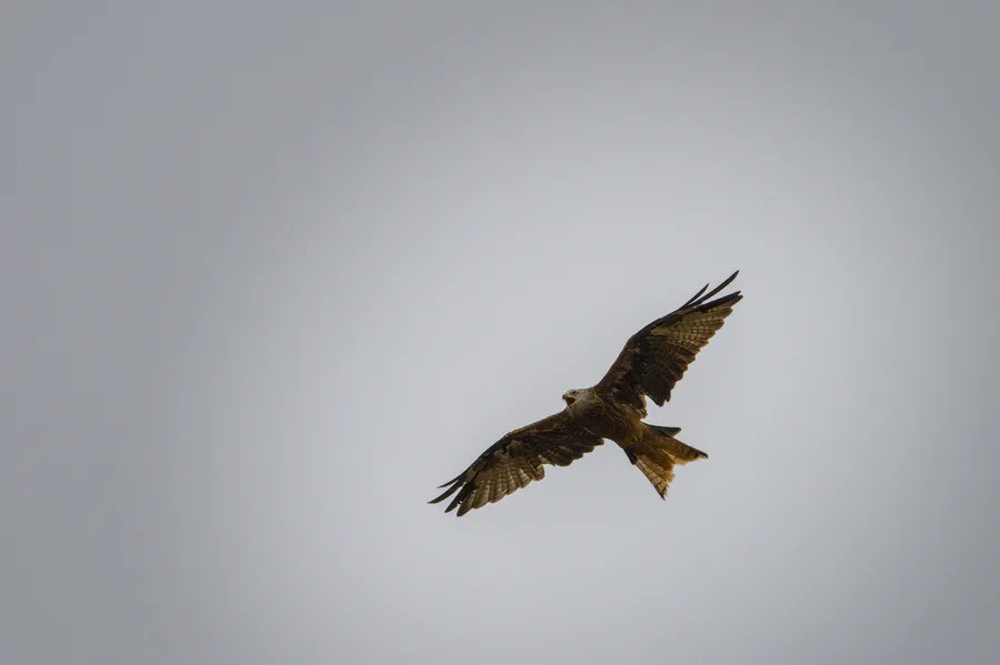 wildlife kite screech