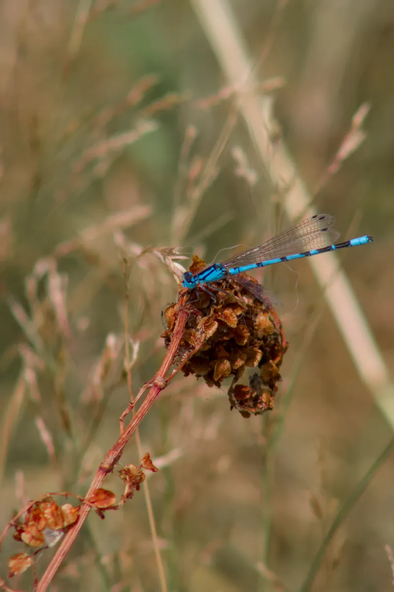 wildlife landedDragonfly
