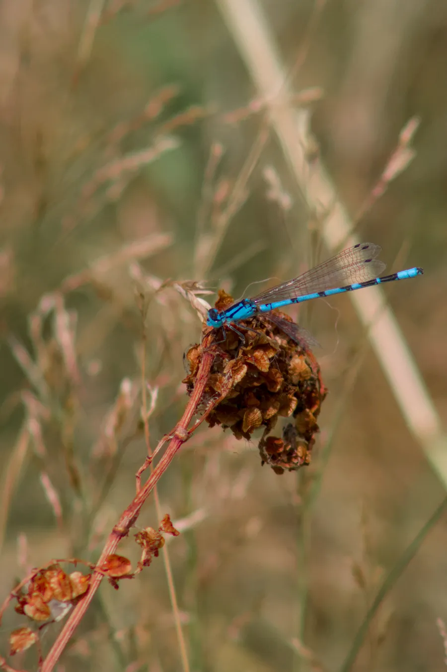 wildlife landedDragonfly