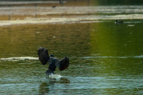 wildlife landingCormorant