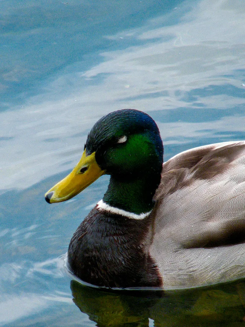 wildlife mallard