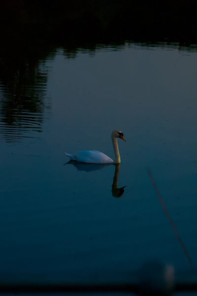 wildlife midnightswan