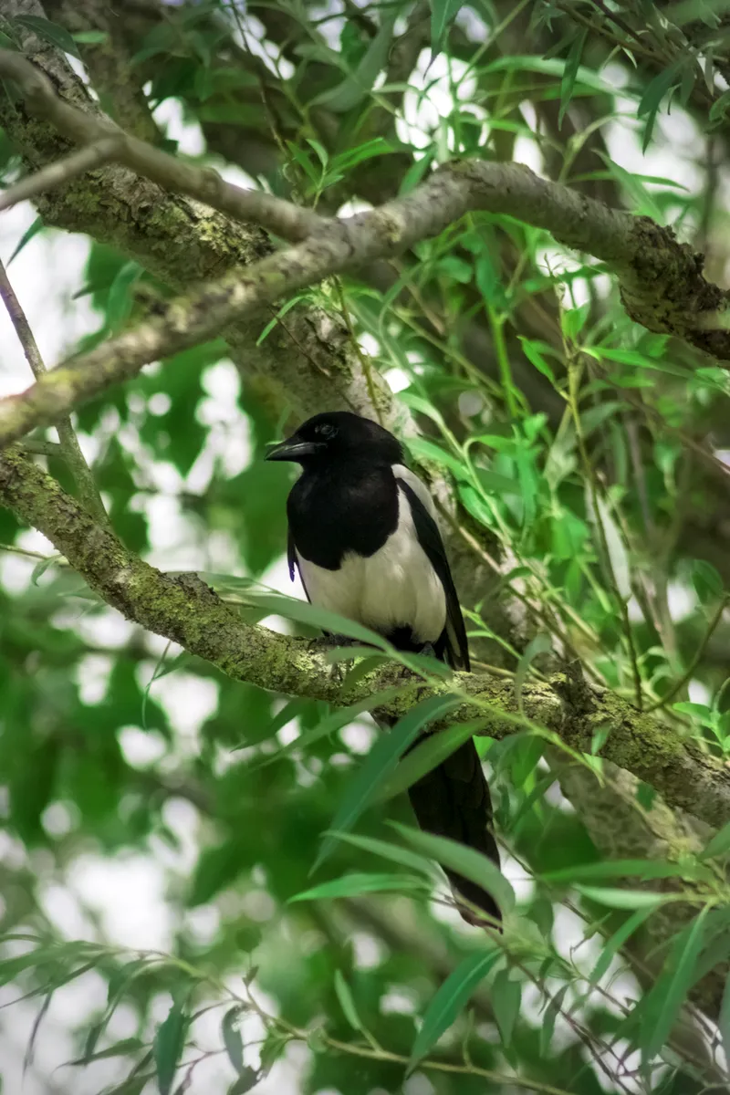 wildlife perchCrow