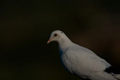 wildlife pigeonBlur