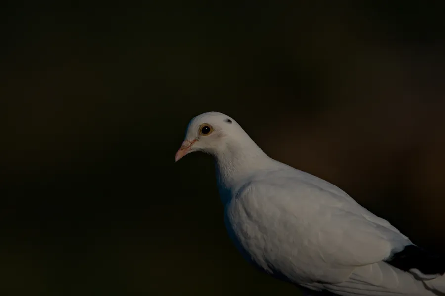 wildlife pigeonBlur