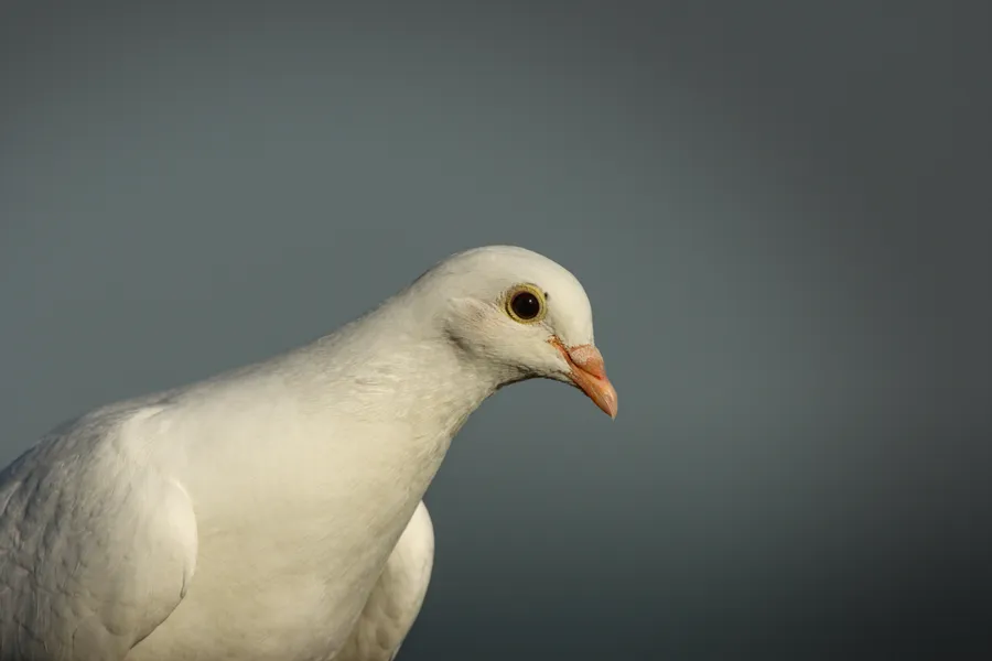 wildlife pigeonHigh