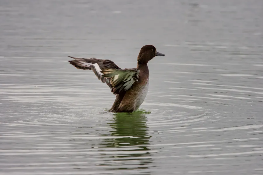 wildlife ruffled tuffedDuck