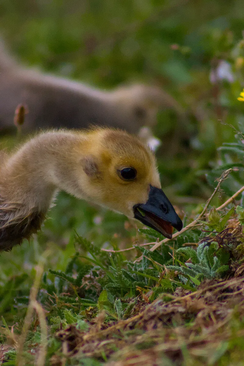 wildlife smolNom