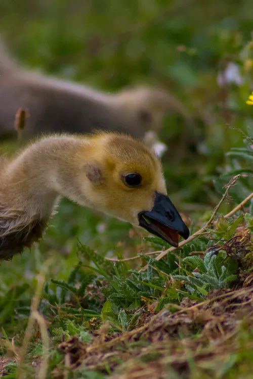 wildlife smolNom