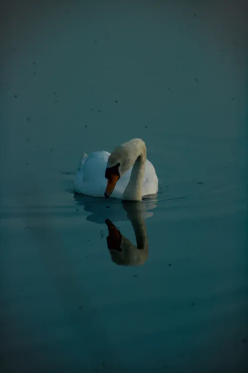 wildlife swanLook