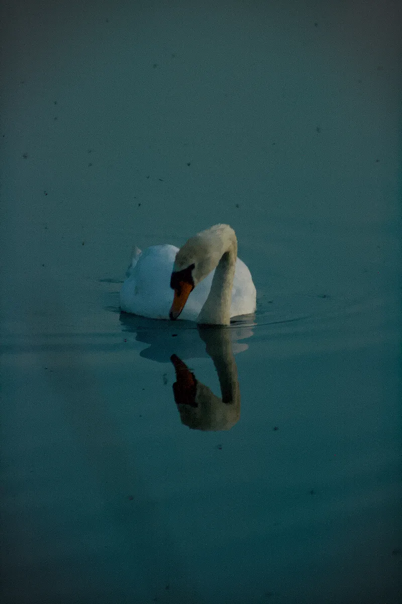 wildlife swanLook