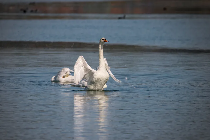 wildlife tallSwan